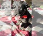 Small Photo #4 Labrador Retriever Puppy For Sale in BAKERSFIELD, CA, USA