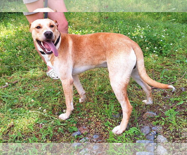 Medium Photo #4 Labrador Retriever-Unknown Mix Puppy For Sale in Wetumpka, AL, USA