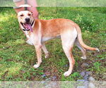 Small #3 Labrador Retriever Mix