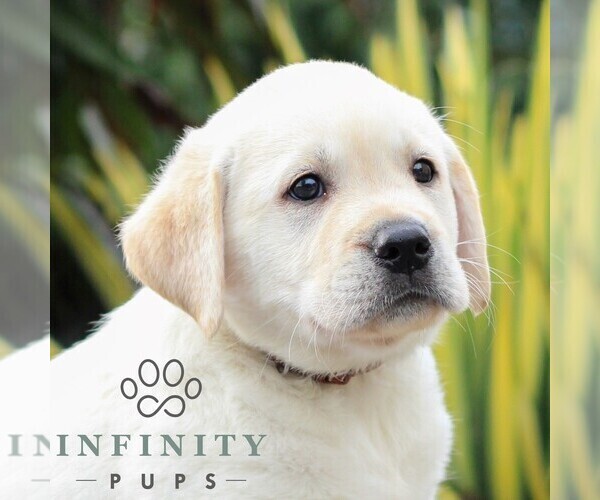 Medium Photo #5 Labrador Retriever Puppy For Sale in GORDONVILLE, PA, USA