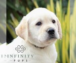 Small Photo #5 Labrador Retriever Puppy For Sale in GORDONVILLE, PA, USA
