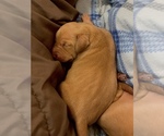 Small Photo #8 Vizsla Puppy For Sale in CLEMONS, IA, USA