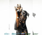 Small #2 Rottweiler