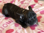 Small Photo #19 French Bulldog Puppy For Sale in JOHNS ISLAND, SC, USA