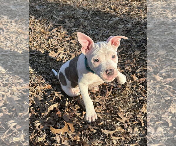 Medium Photo #3 Mutt Puppy For Sale in Spotsylvania, VA, USA