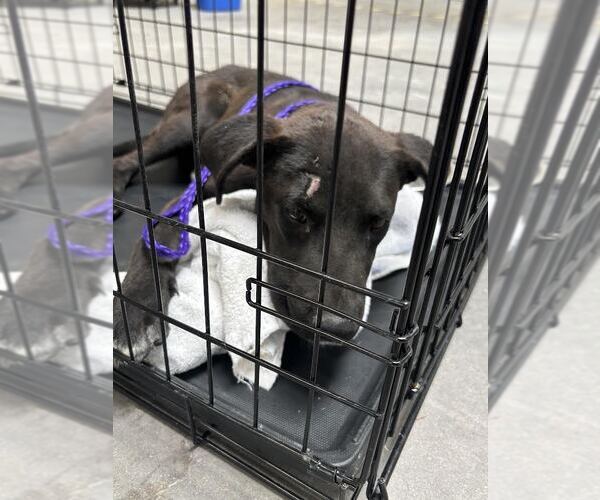 Medium Photo #1 Labrador Retriever-Unknown Mix Puppy For Sale in Las Vegas, NV, USA