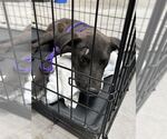 Small Labrador Retriever Mix