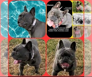 Father of the French Bulldog puppies born on 08/12/2026