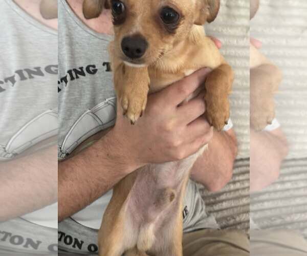 Medium Photo #2 Chihuahua Puppy For Sale in Holly Springs, NC, USA