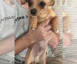 Small #1 Chihuahua