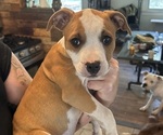 Puppy Rocky American Pit Bull Terrier