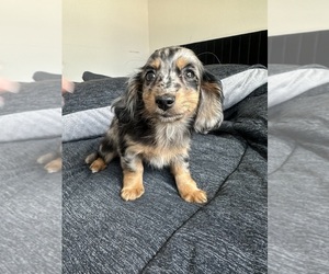 Dachshund Puppy for sale in ALLENTOWN, PA, USA