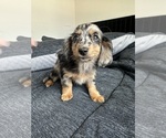 Small Dachshund