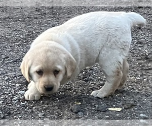 Labrador Retriever Puppy for sale in AUGUSTA, WI, USA