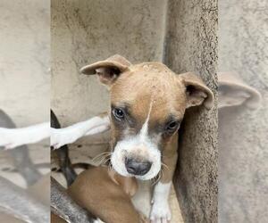 American Pit Bull Terrier-Unknown Mix Dogs for adoption in Oklahoma City, OK, USA