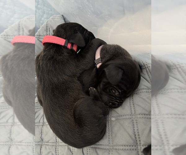 Medium Photo #12 Great Dane Puppy For Sale in TEMECULA, CA, USA