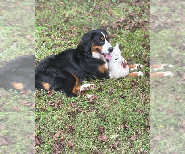 Medium Photo #1 Bernese Mountain Dog Puppy For Sale in MIDDLESEX, NC, USA