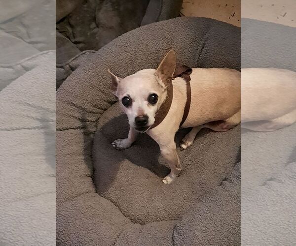 Medium Photo #3 Italian Greyhuahua Puppy For Sale in Los Angeles, CA, USA