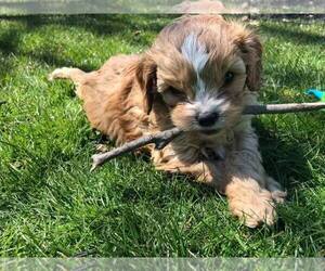 Cavapoo Puppy for sale in SIOUX FALLS, SD, USA