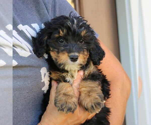Medium Photo #4 Bernedoodle (Miniature) Puppy For Sale in NARVON, PA, USA