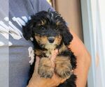 Blair - Female Bernedoodle (Miniature) Puppy for Sale - Photo #4