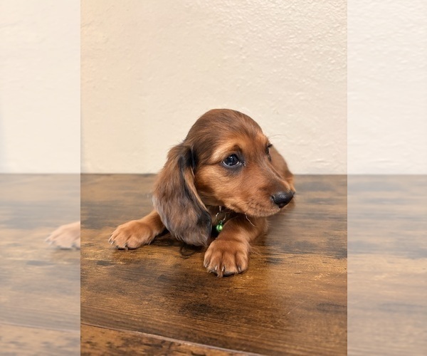 Medium Photo #2 Dachshund Puppy For Sale in SAN BERNARDINO, CA, USA