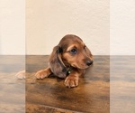 Small #1 Dachshund