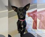 Small #1 Chihuahua