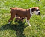 Small Photo #48 Boxer Puppy For Sale in GOSHEN, IN, USA