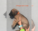 Small Photo #8 Great Dane Puppy For Sale in GREENBRIER, TN, USA