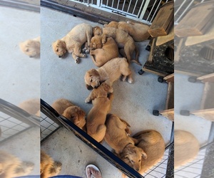 Golden Retriever Puppy for sale in STANLEY, NC, USA