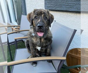 Mastiff Dogs for adoption in Goodyear, AZ, USA