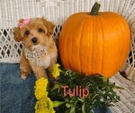 Small Photo #5 Cavachon-Poodle (Miniature) Mix Puppy For Sale in TUCSON, AZ, USA