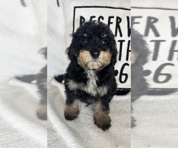 Medium Photo #5 Bernedoodle Puppy For Sale in GREENFIELD, IN, USA