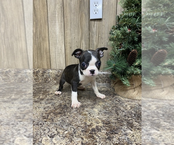 Medium Photo #5 Boston Terrier Puppy For Sale in MYRTLE, MO, USA