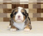 Small #6 Bernedoodle (Miniature)