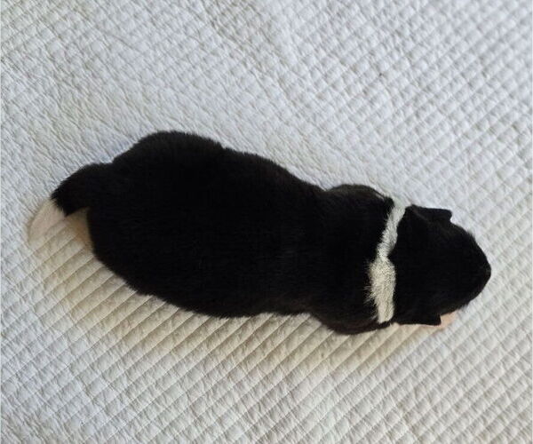 Medium Photo #3 Akita Puppy For Sale in STRAFFORD, MO, USA