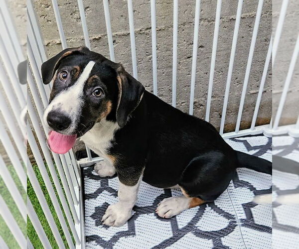 Medium Photo #2 Catahoula Leopard Dog-Unknown Mix Puppy For Sale in Chicago, IL, USA