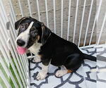 Small #1 Catahoula Leopard Dog Mix