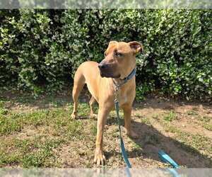 GRIZZLY - Male Shepradors Dog for Adoption - Photo #2