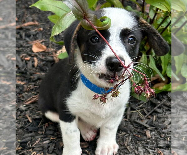 Medium Photo #3 Mutt Puppy For Sale in Canton, CT, USA