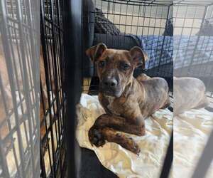 Black Mouth Cur-Unknown Mix Dogs for adoption in Shillington, PA, USA