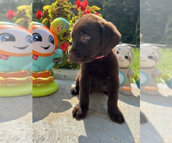 Medium Photo #9 Labrador Retriever Puppy For Sale in NEOLA, WV, USA