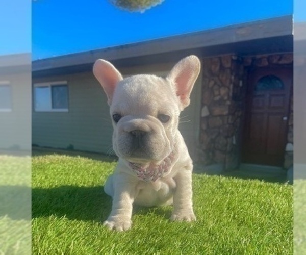 Medium Photo #4 French Bulldog Puppy For Sale in STOCKTON, CA, USA