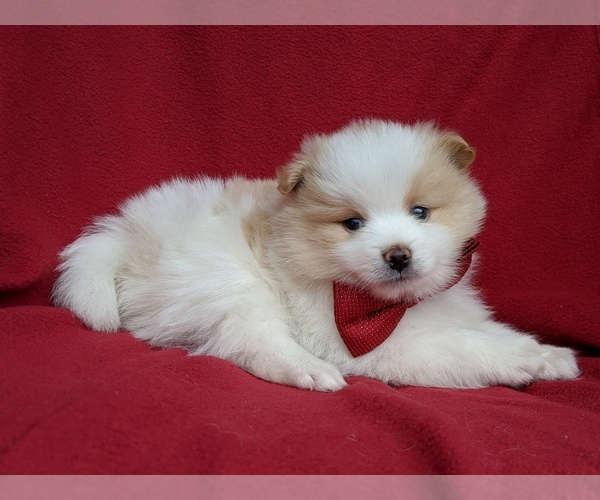 Medium Photo #5 Pomeranian Puppy For Sale in PEACH BOTTOM, PA, USA