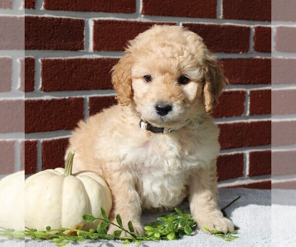 Medium Photo #5 Labradoodle-Poodle (Miniature) Mix Puppy For Sale in GORDONVILLE, PA, USA