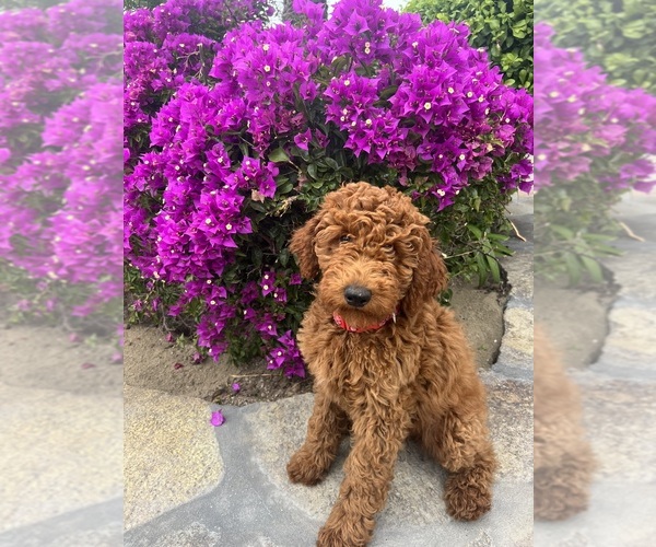 Medium Photo #2 Goldendoodle Puppy For Sale in OAKLAND, CA, USA