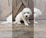 Small Photo #3 Great Pyrenees Puppy For Sale in SHADE GAP, PA, USA