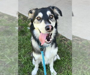 Saluki-Siberian Husky Mix Dogs for adoption in Sacramento, CA, USA