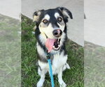 Small Saluki-Siberian Husky Mix